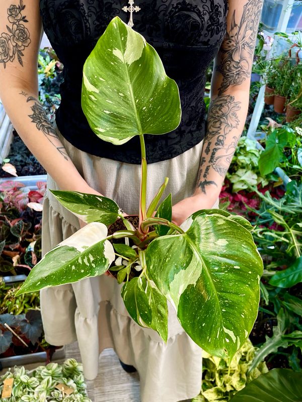 Philodendron white princess fi12