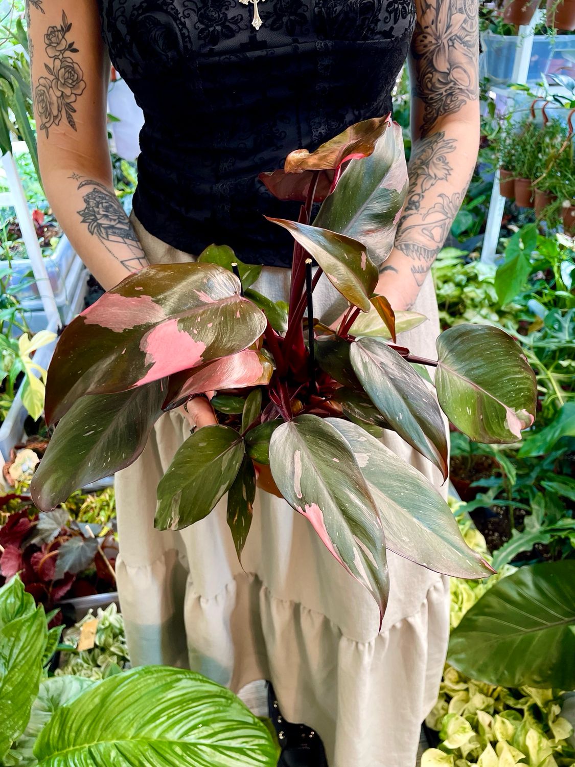 Philodendron pink princess fi12