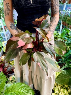 Philodendron pink princess fi12