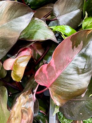 Philodendron pink princess fi12