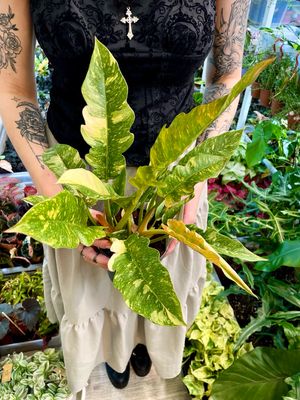 Philodendron ring of fire fi14