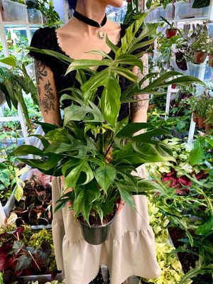 Epipremnum pinnatum Baltic blue kokos pole fi17