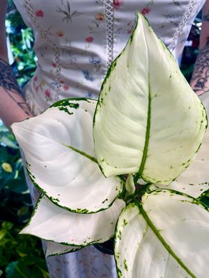 Aglaonema White Joy fi12