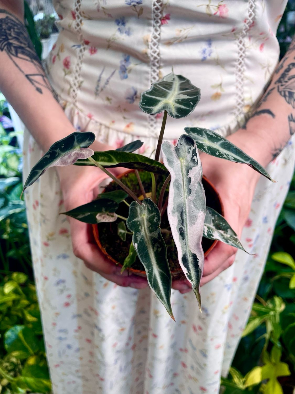 Alocasia Bambino Variegata fi10,50