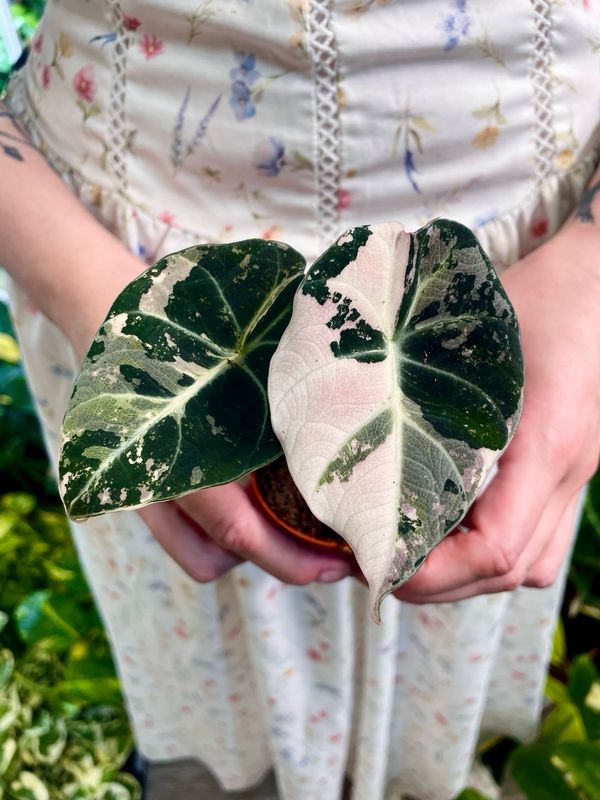 Alocasia Black Velvet Pink Variegata fi7