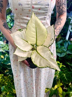 Aglaonema White Joy fi12