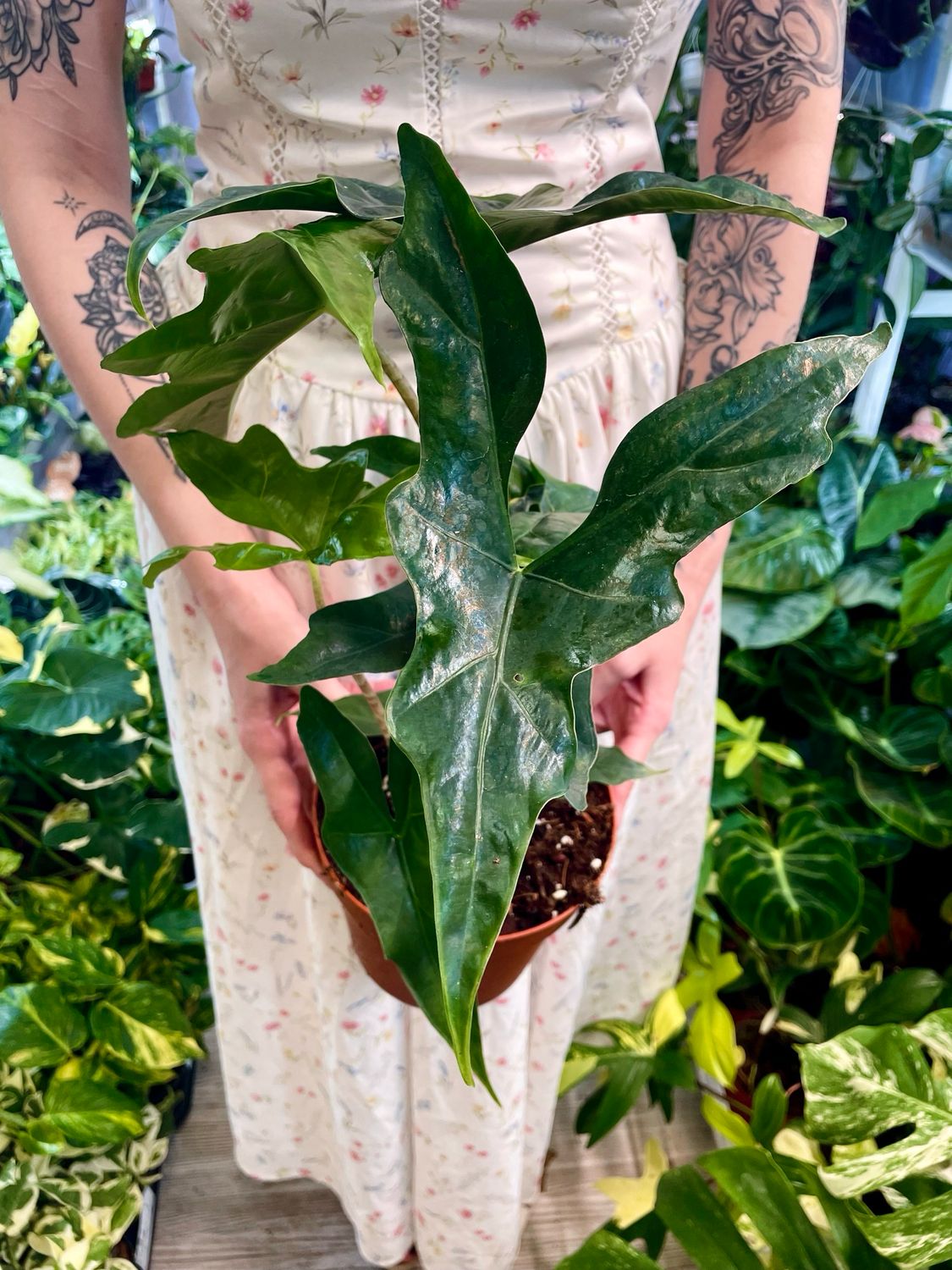Alocasia Batwing fi17