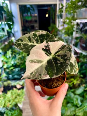 Alocasia Black Velvet Pink Variegata fi7