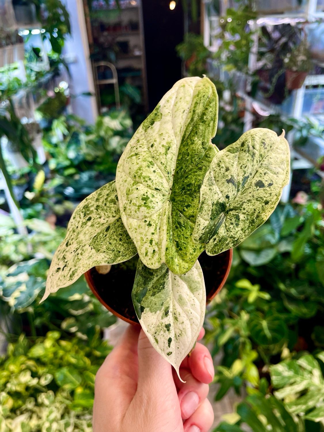 Alocasia Dragon Scale Mint fi 10,50