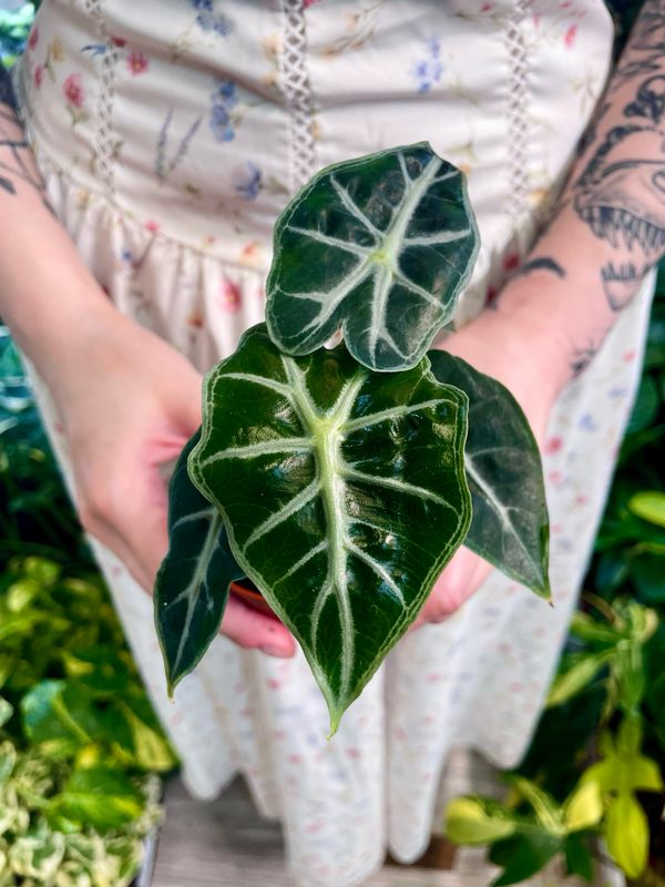 Alocasia Mandalay fi7