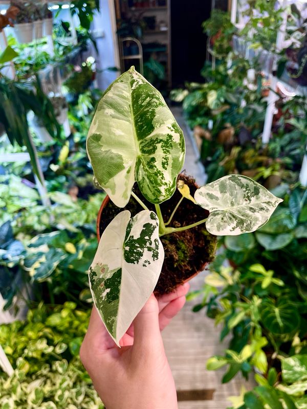 Alocasia Frydek Variegata fi10,5