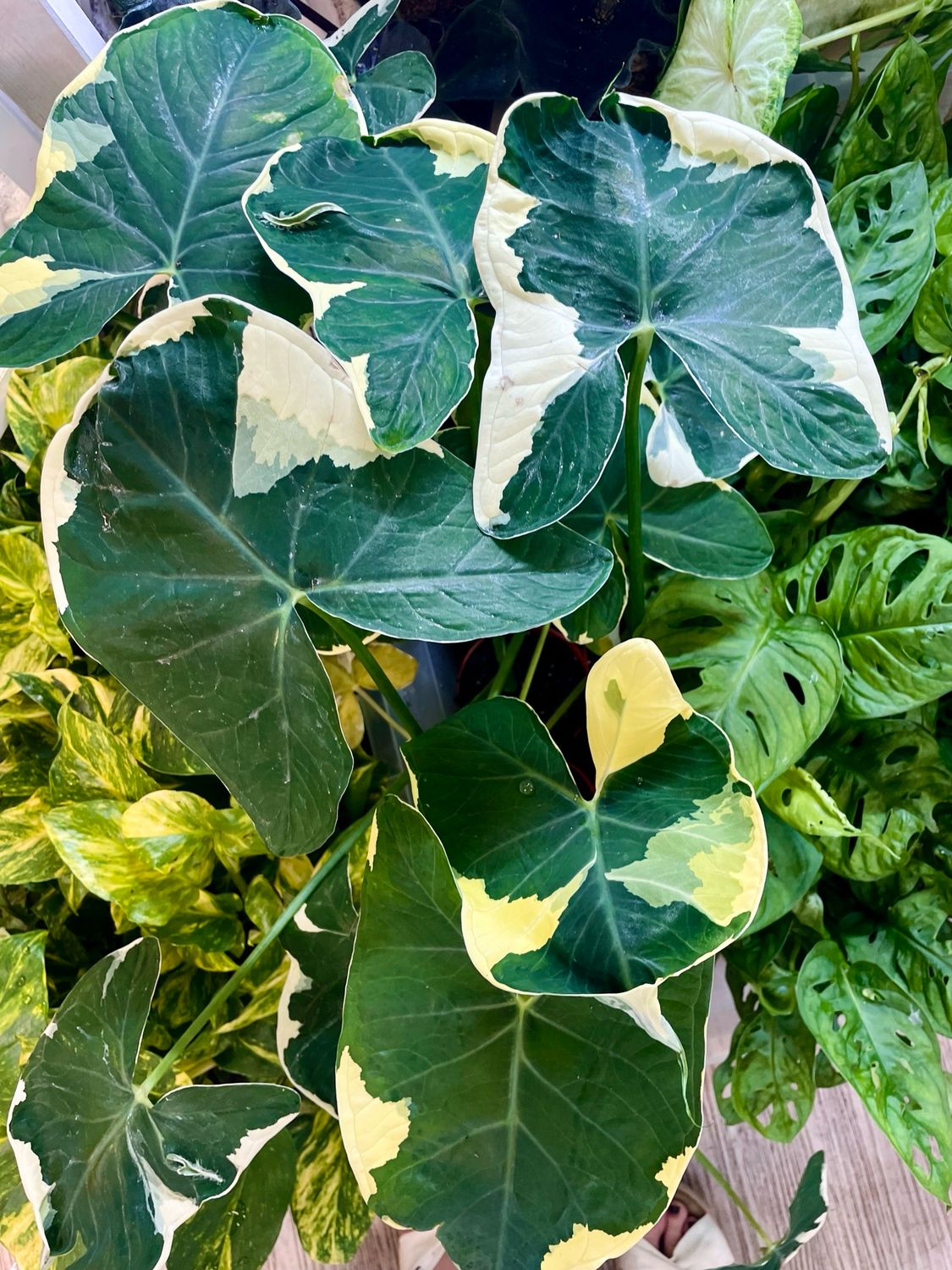 Xanthosoma Albo Marginata ‘Mickey Mouse’ (Alocasia Mickey Mouse) fi10,50