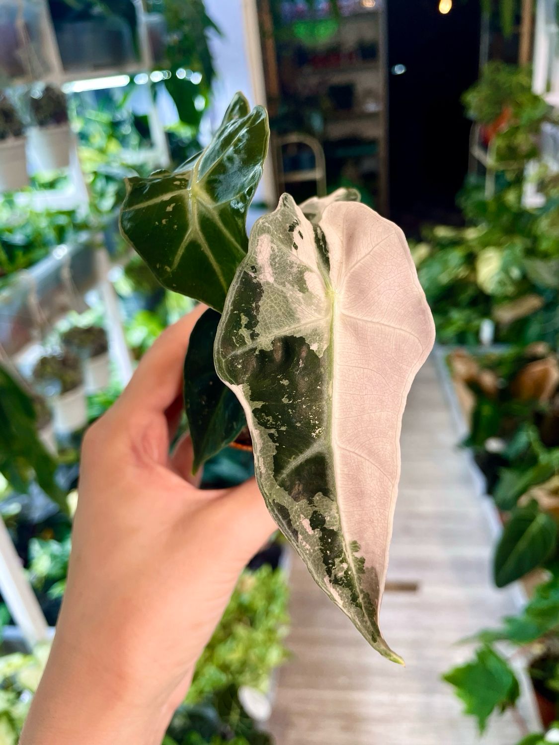 Alocasia Poly Pink Variegata fi7