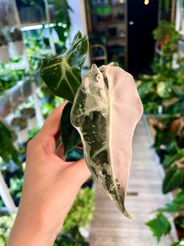 Alocasia Poly Pink Variegata fi7