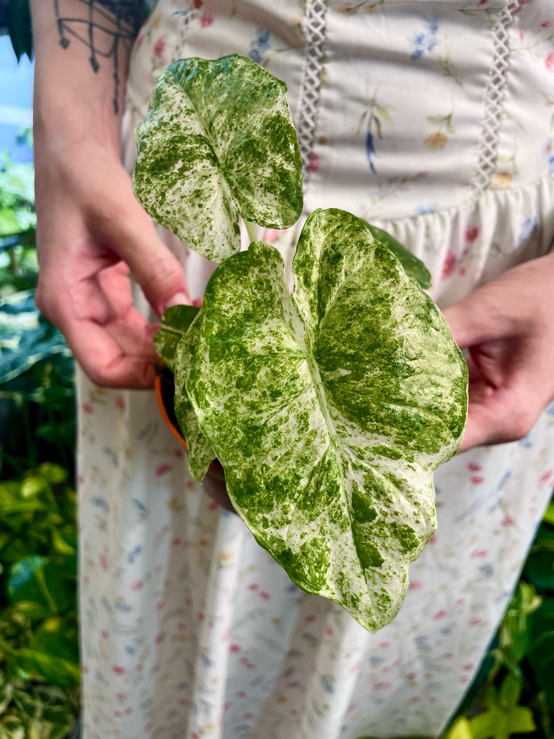 Alocasia Odora Batik (Splash) fi10,50