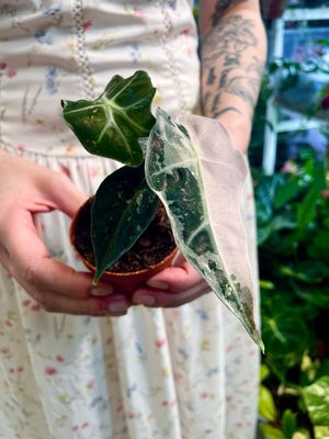 Alocasia Poly Pink Variegata fi7