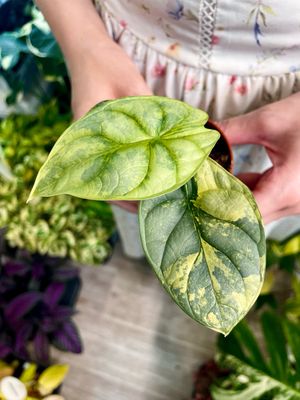 Alocasia Silver Dragon Variegata fi7