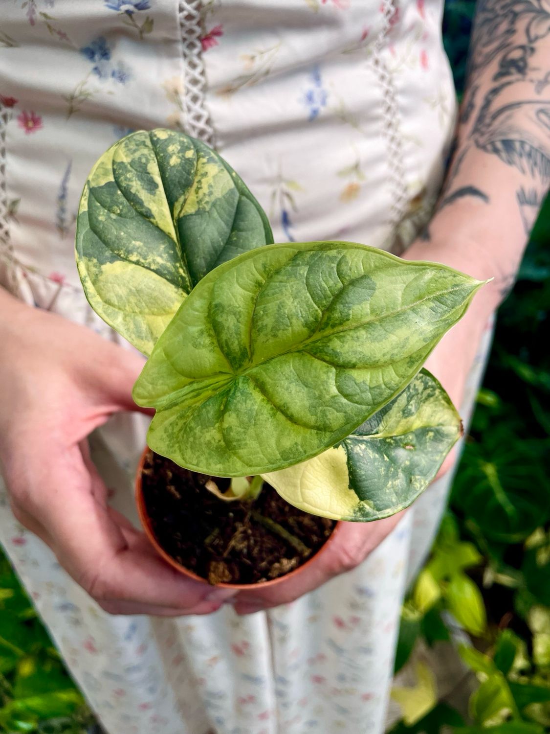 Alocasia Silver Dragon Variegata fi7