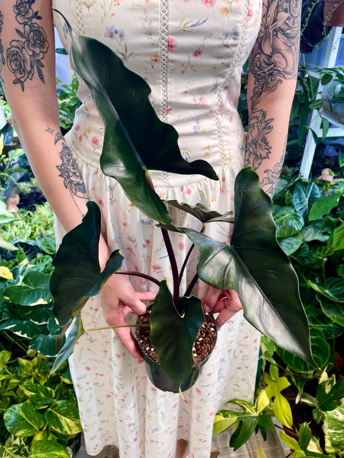 Alocasia Purple Cloak fi14