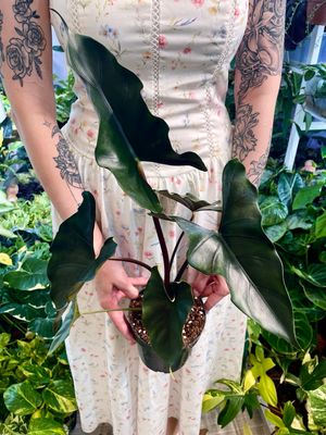 Alocasia Purple Cloak fi14