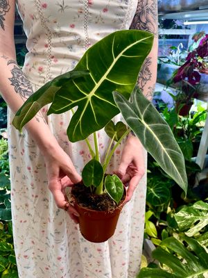 Alocasia Micholitziana Green Velvet (Frydek) fi12