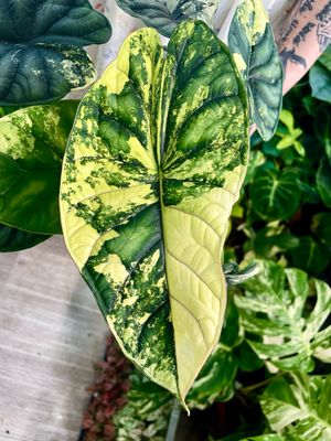 Alocasia Dragon Scale Variegata fi12