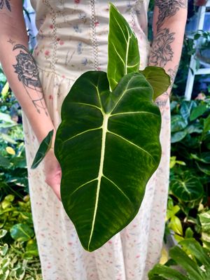 Alocasia Micholitziana Green Velvet (Frydek) fi12