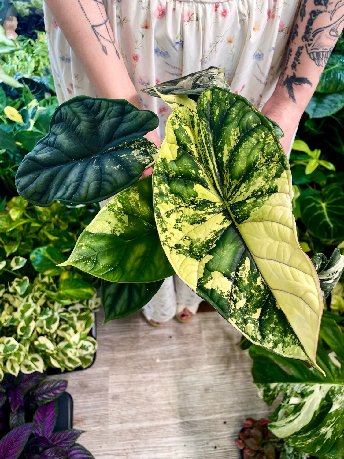 Alocasia Dragon Scale Variegata fi12