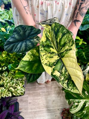 Alocasia Dragon Scale Variegata fi12