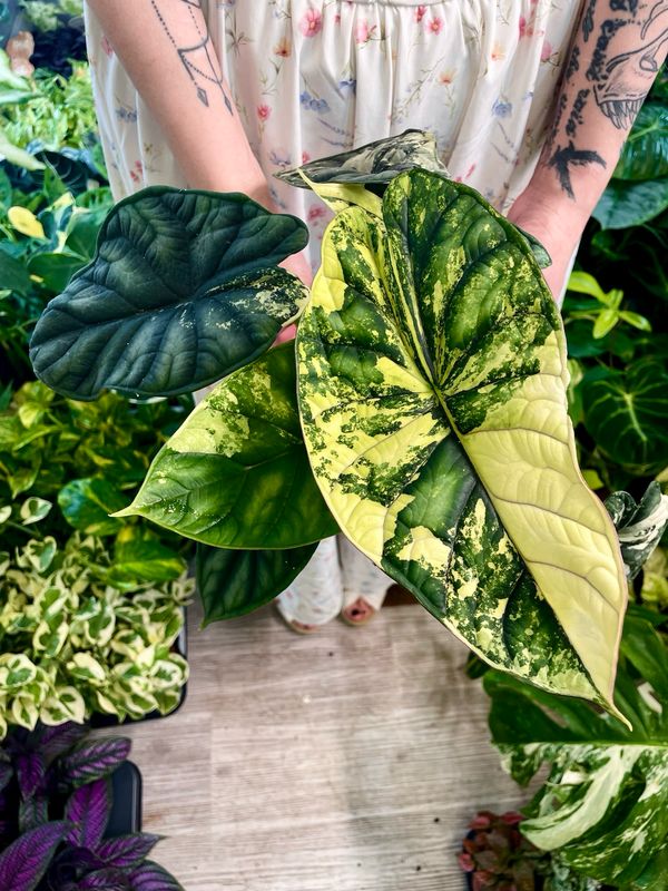 Alocasia Dragon Scale Variegata fi12