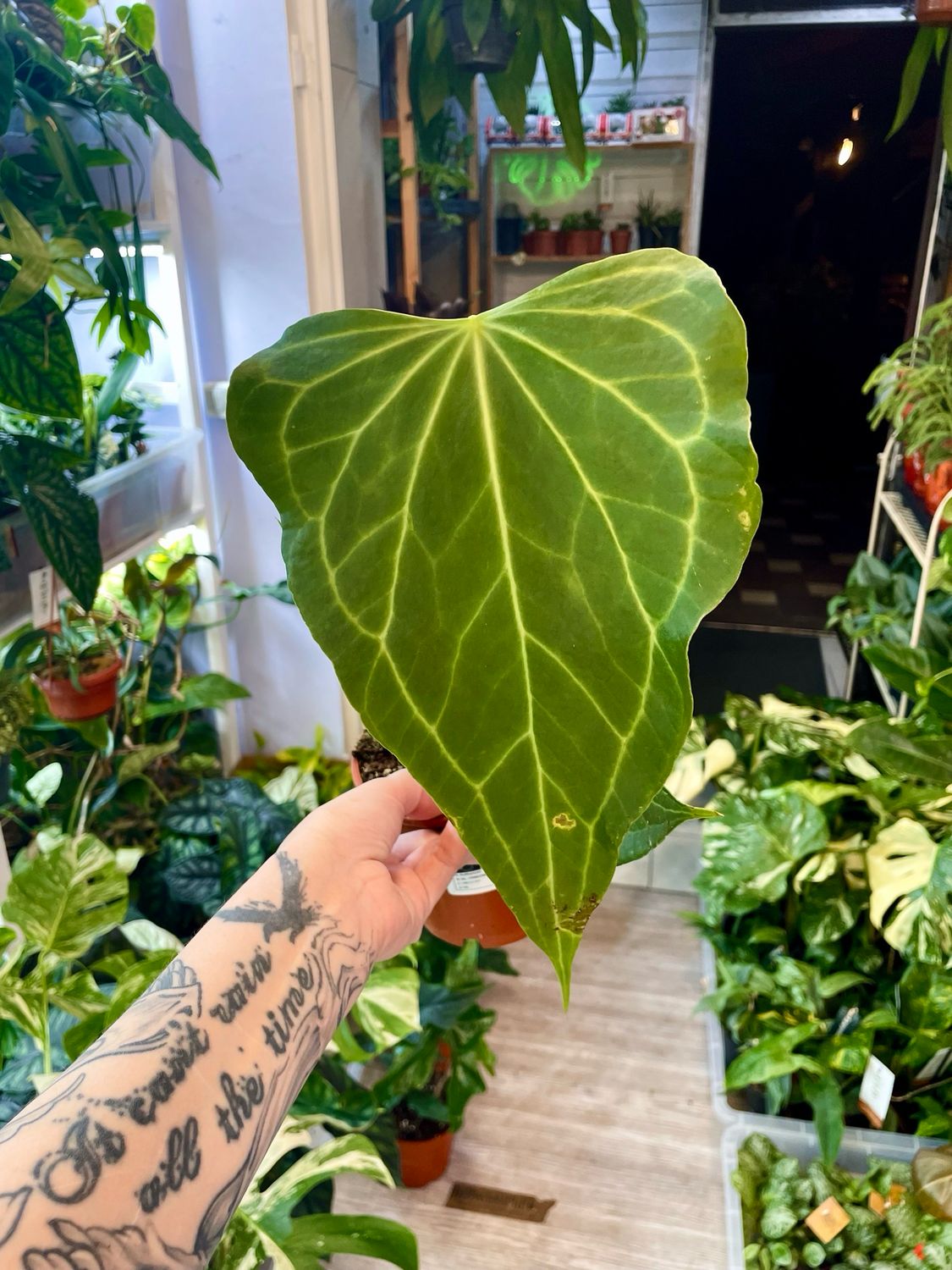 Anthurium Delta Force fi12