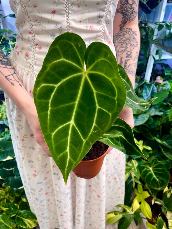Anthurium Magnificum fi12