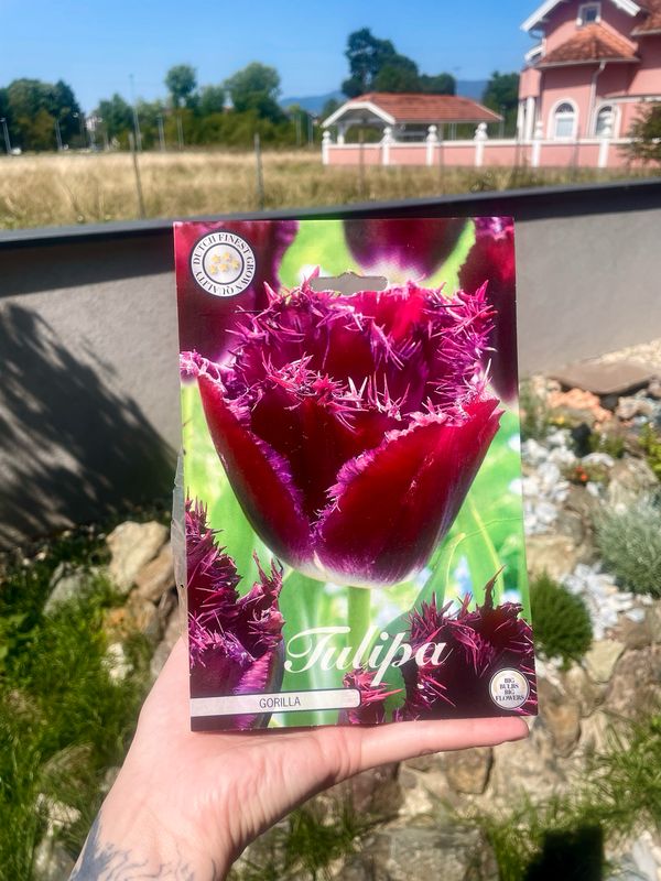 Tulipan lukovice Fringe Gorilla (7 lukovica)
