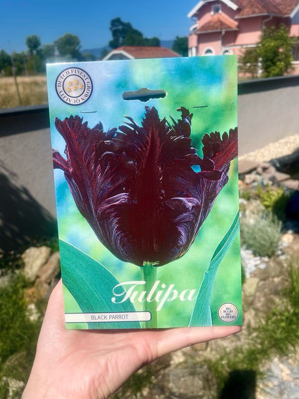 Tulipan lukovice Black Parrot (7 lukovica)