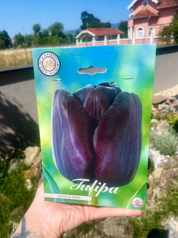 Tulipan lukovice Single Late Queen Of Night (7 lukovica)
