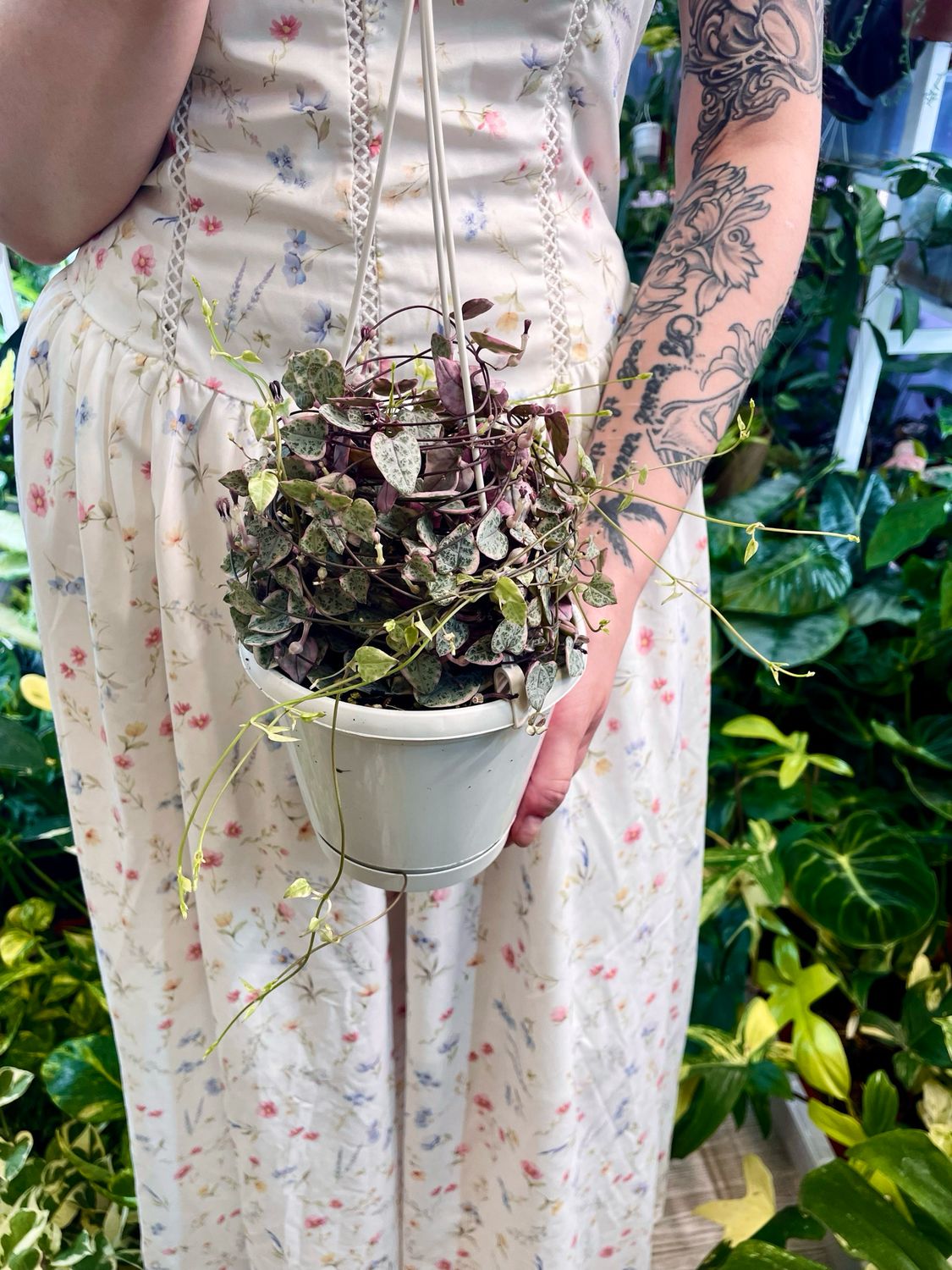 Ceropegia woodii string of hearts (niz srca) variegata visilica fi14