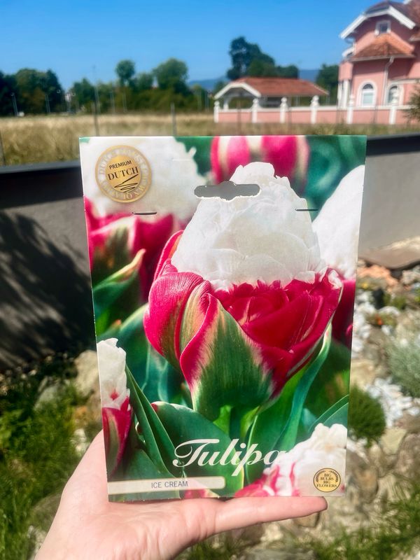 Tulipan lukovice Double Late Ice Cream (5 lukovica)