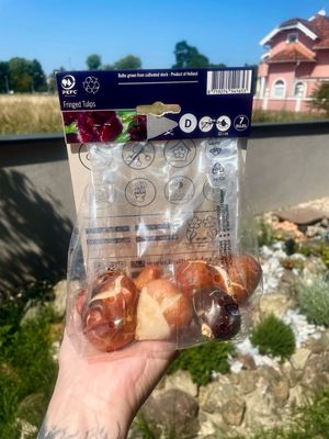 Tulipan lukovice Fringe Gorilla (7 lukovica)