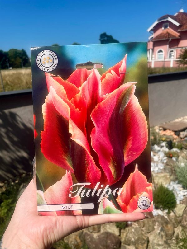 Tulipan lukovice Viridiflora Artist (7 lukovica)