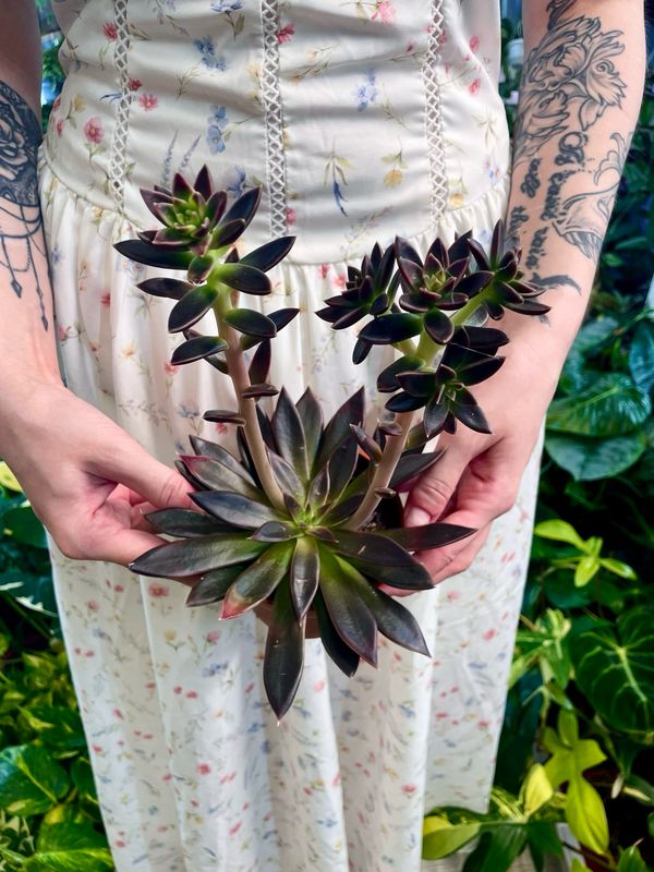 Echeveria Serrana fi10,50