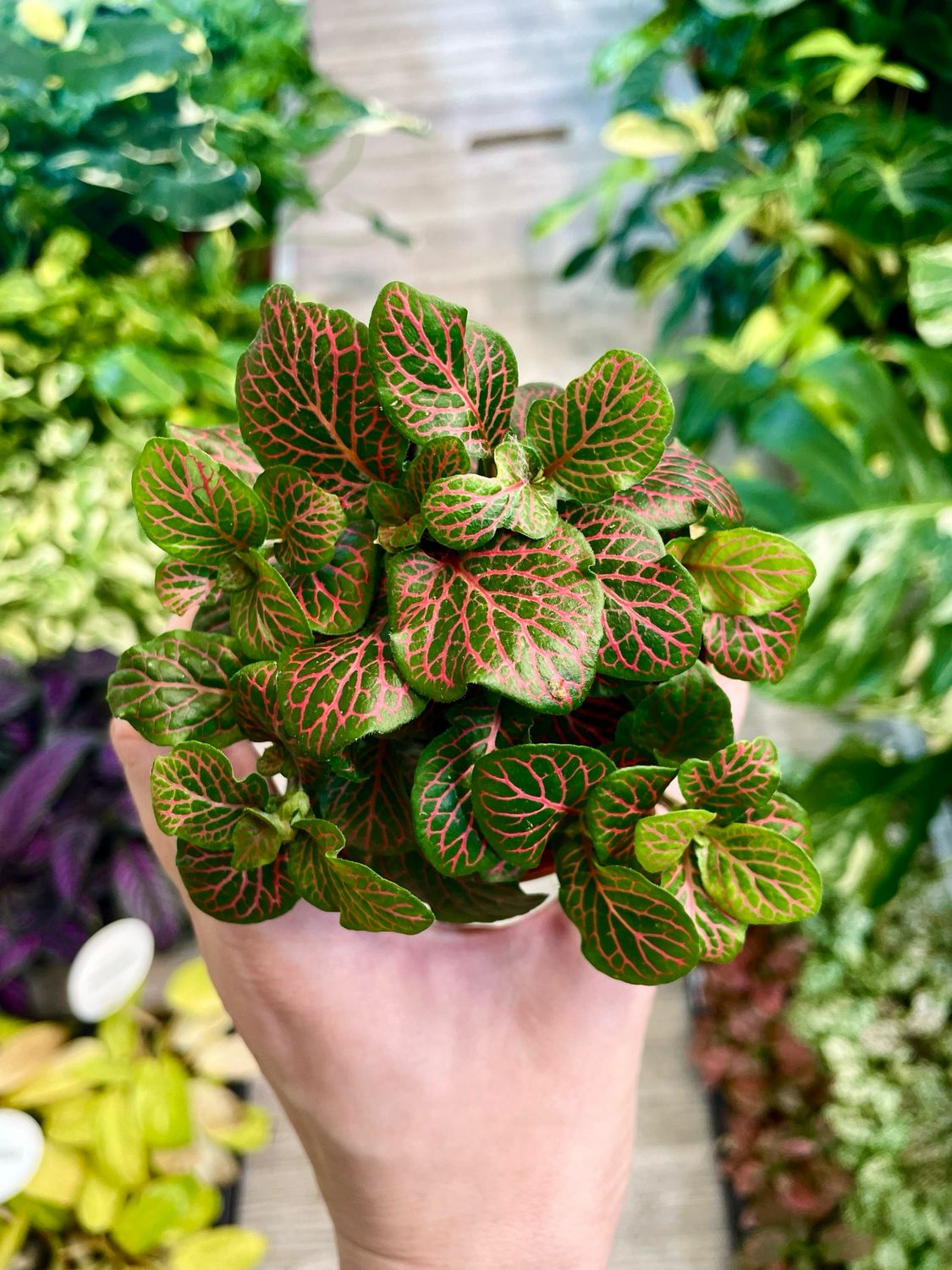 Fittonia Mix bubble red