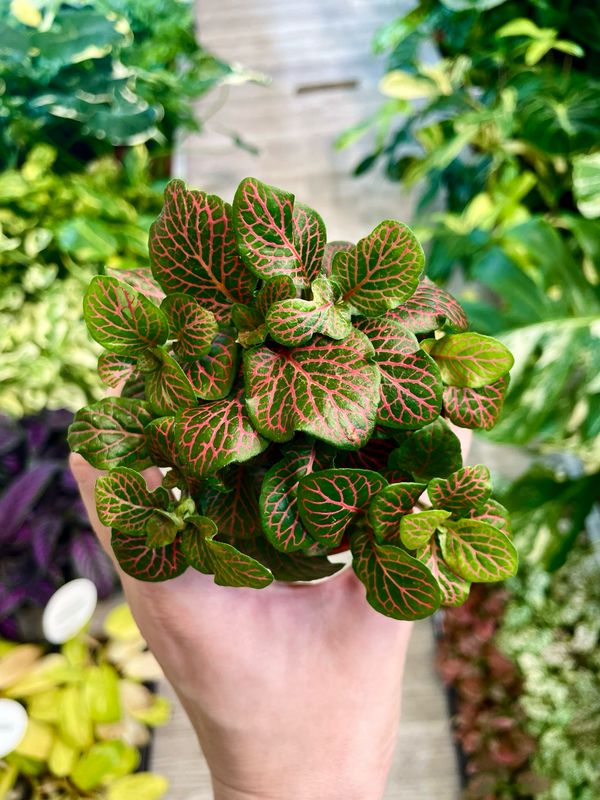 Fittonia Mix bubble red