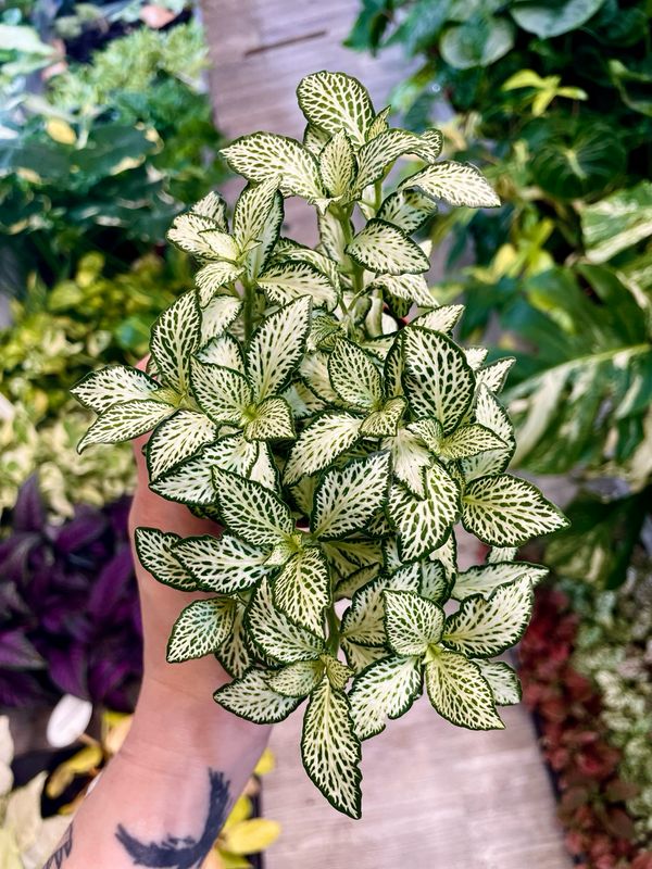 Fittonia Mix White