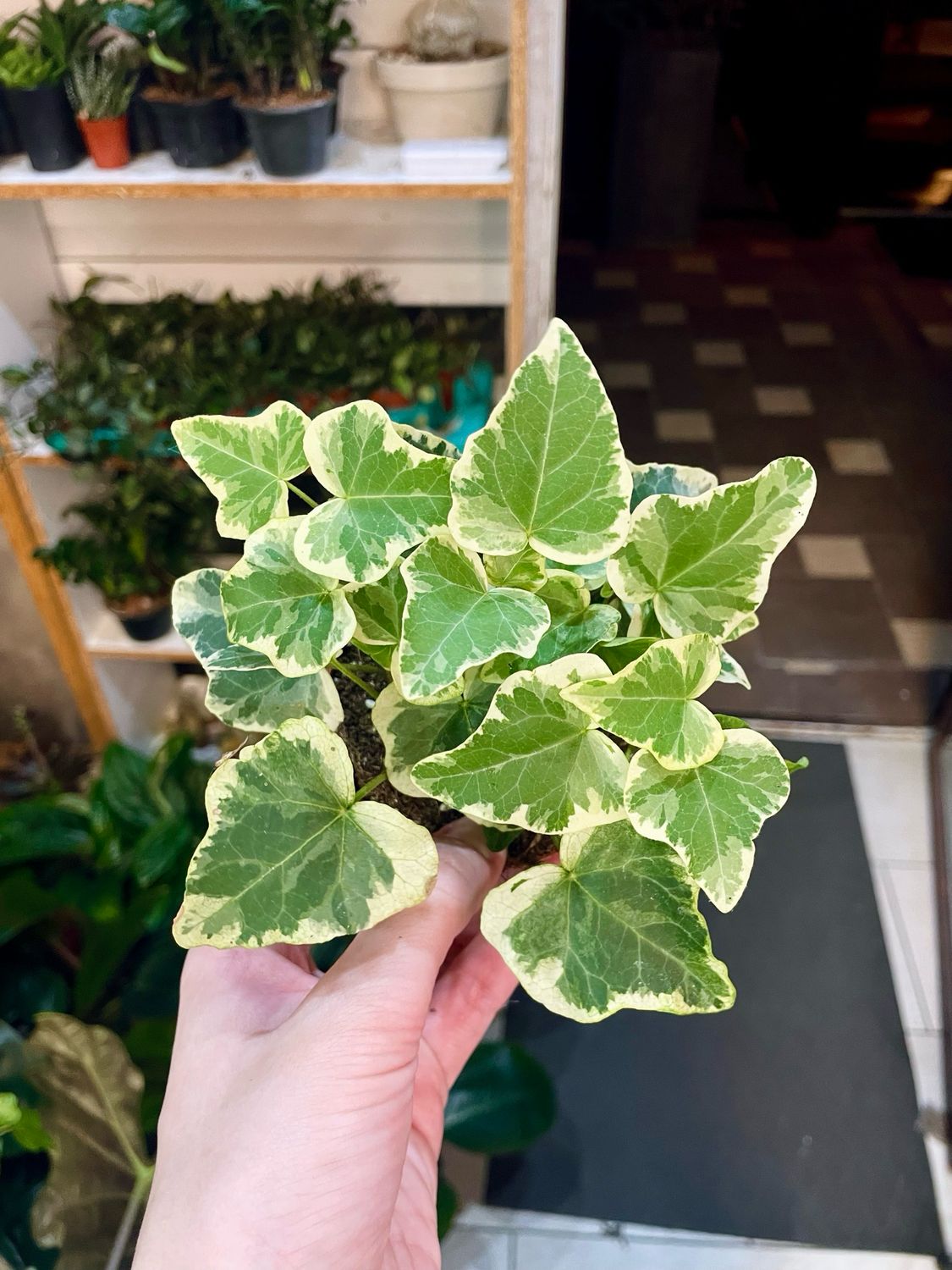 Hedera Helix White Wonder Ivy (Variegirani Bršljan) fi8,50