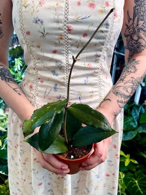 Hoya Erythrina fi9