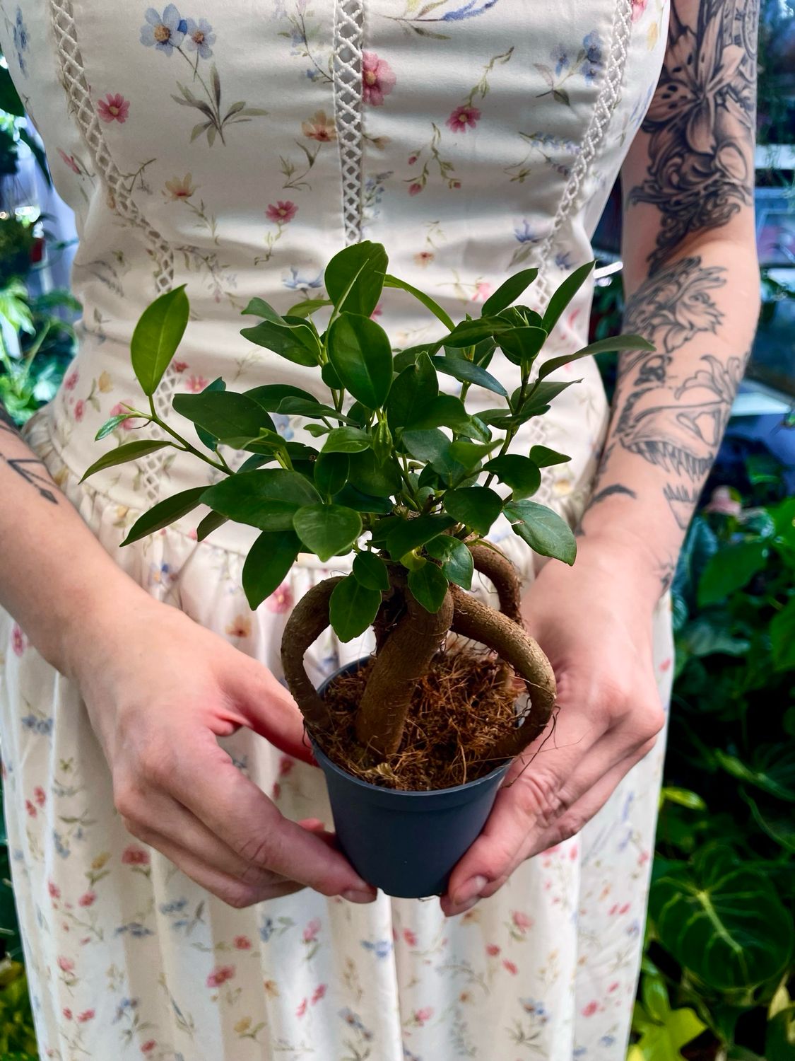 Ficus Ginseng Retusa fi7
