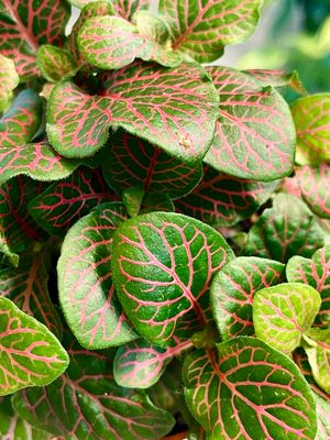 Fittonia Mix bubble red