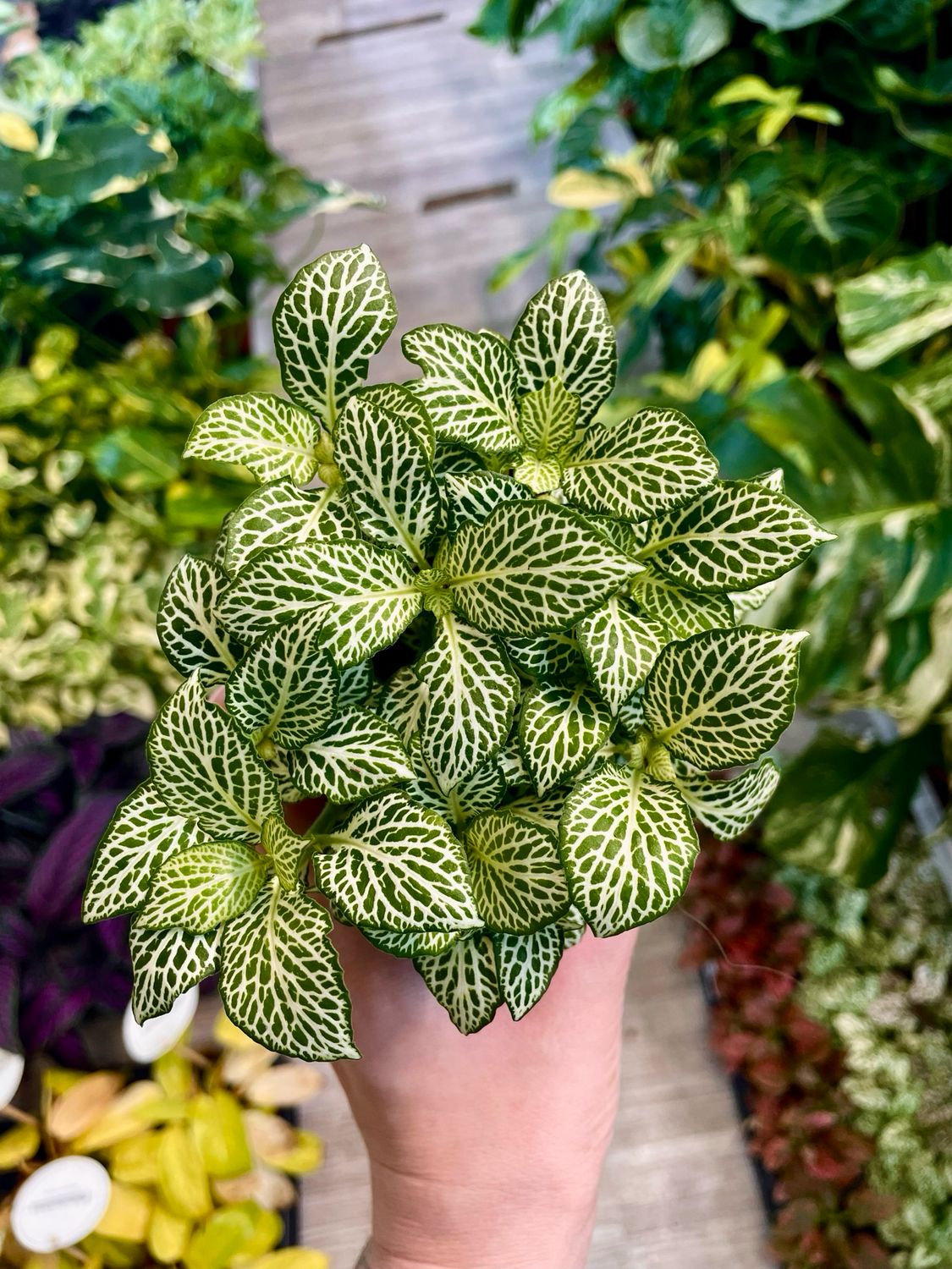 Fittonia Mix Green White