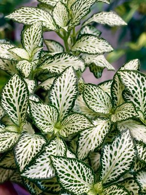 Fittonia Mix White