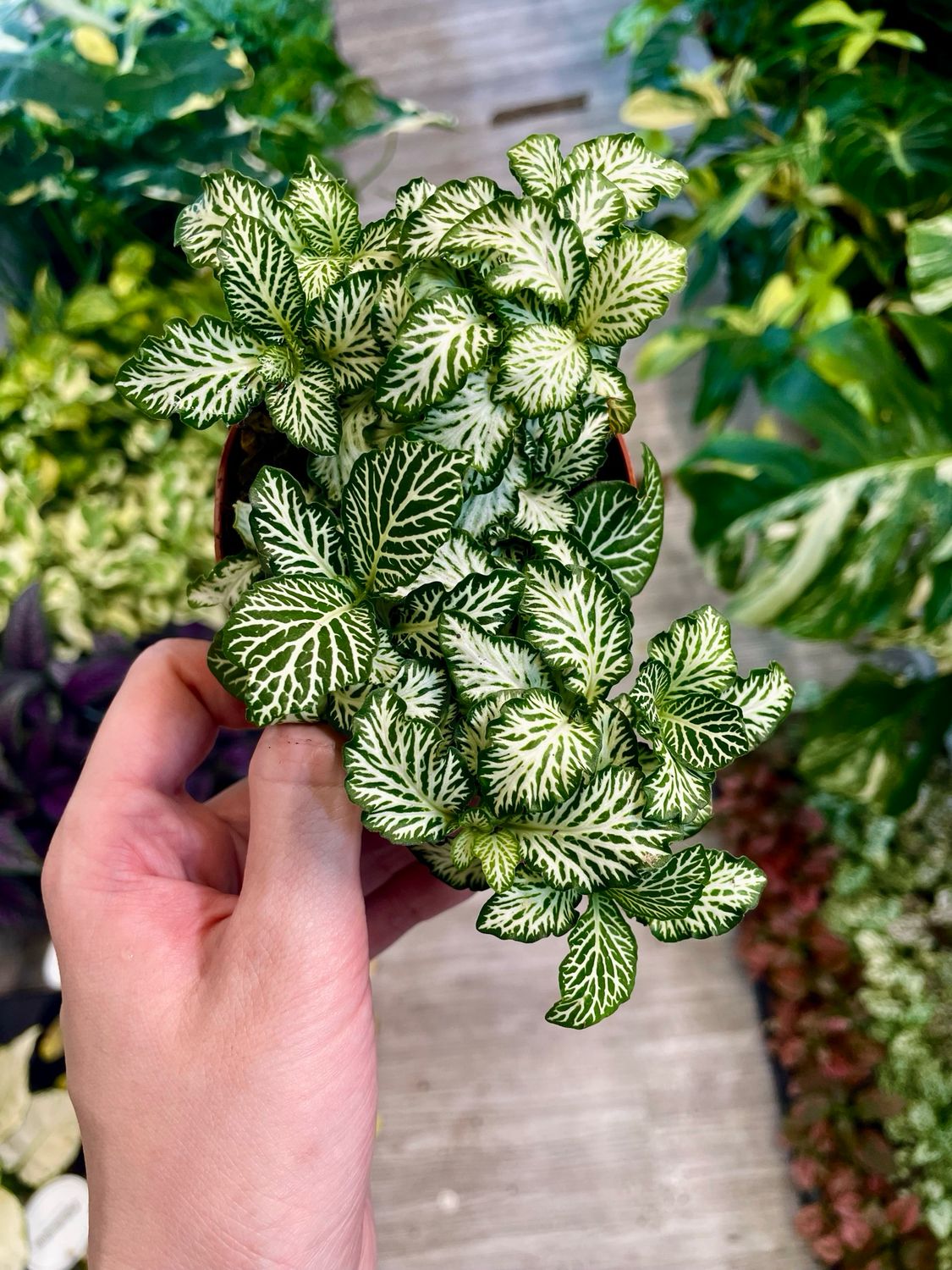 Fittonia Mix Ruffle Green